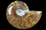 Polished, Agatized Ammonite - Madagascar #88093-1